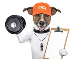 dog HOLDING CLIPBOARD AND WEIGHTS