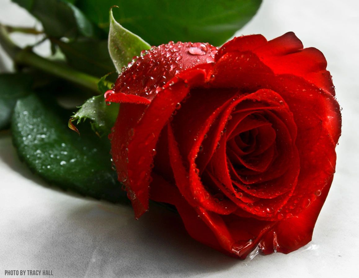 closeup shot of a red rose with water drops on it 