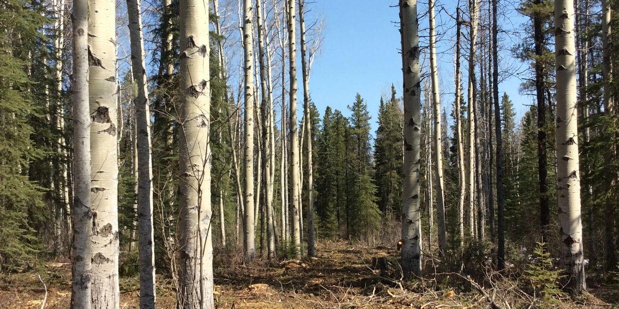 Selective logging the bug killed pine amongst Aspen and young regen spruce and pine trees 
