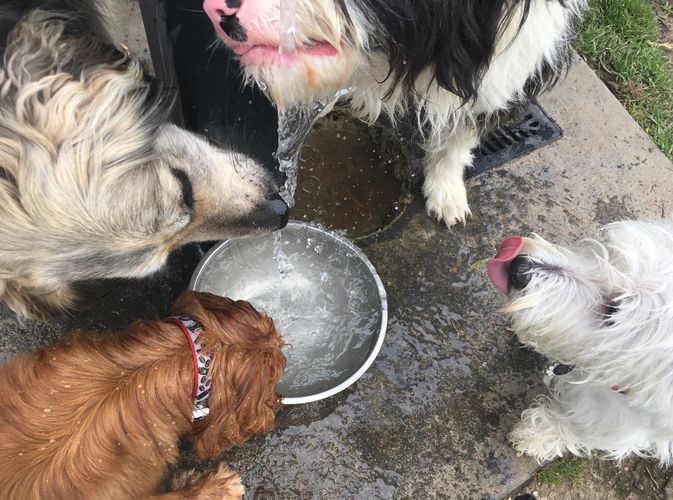 Dogs drinking water on dog walk 
