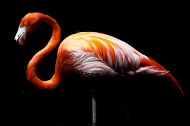 Colour landscape photo showing a single flamingo standing against dark background. 