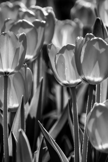 Vertical black and white image of backlit tulips showing the detail of their petals. 