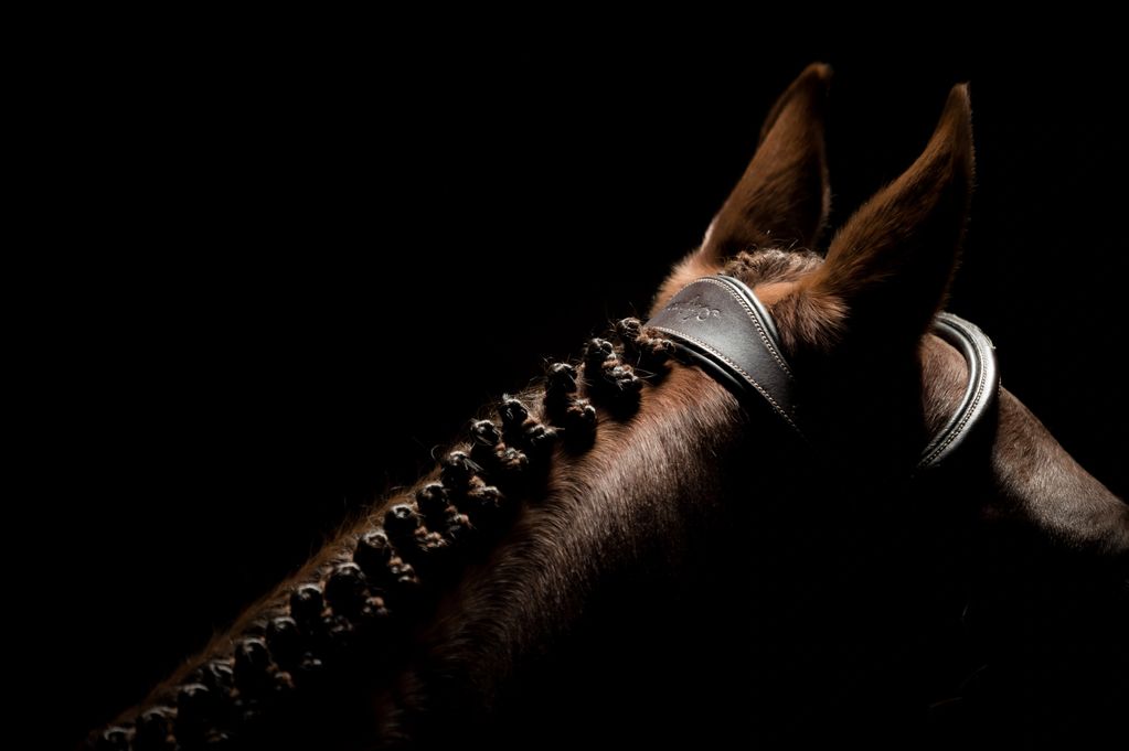 Colour landscape photo showing horses mane and ears. 