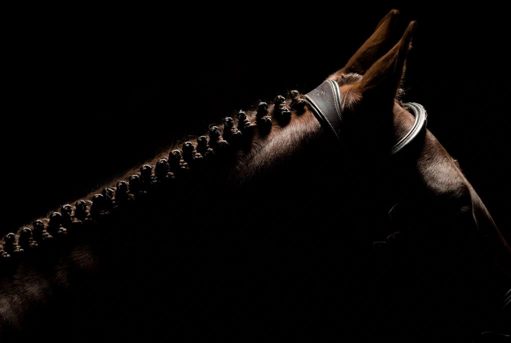 Colour landscape image showing the neck of a horse with its mane in braids. 