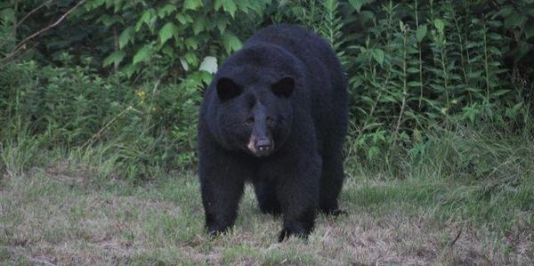 Black Bear seen on Pemi Valley Moose Tour in Lincoln, NH