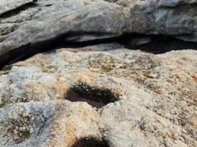A weathered rock surface with a small, dark hole in the center.