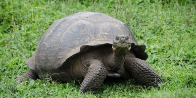 Giant Galapagos land tortoise during a family trip to Ecuador.