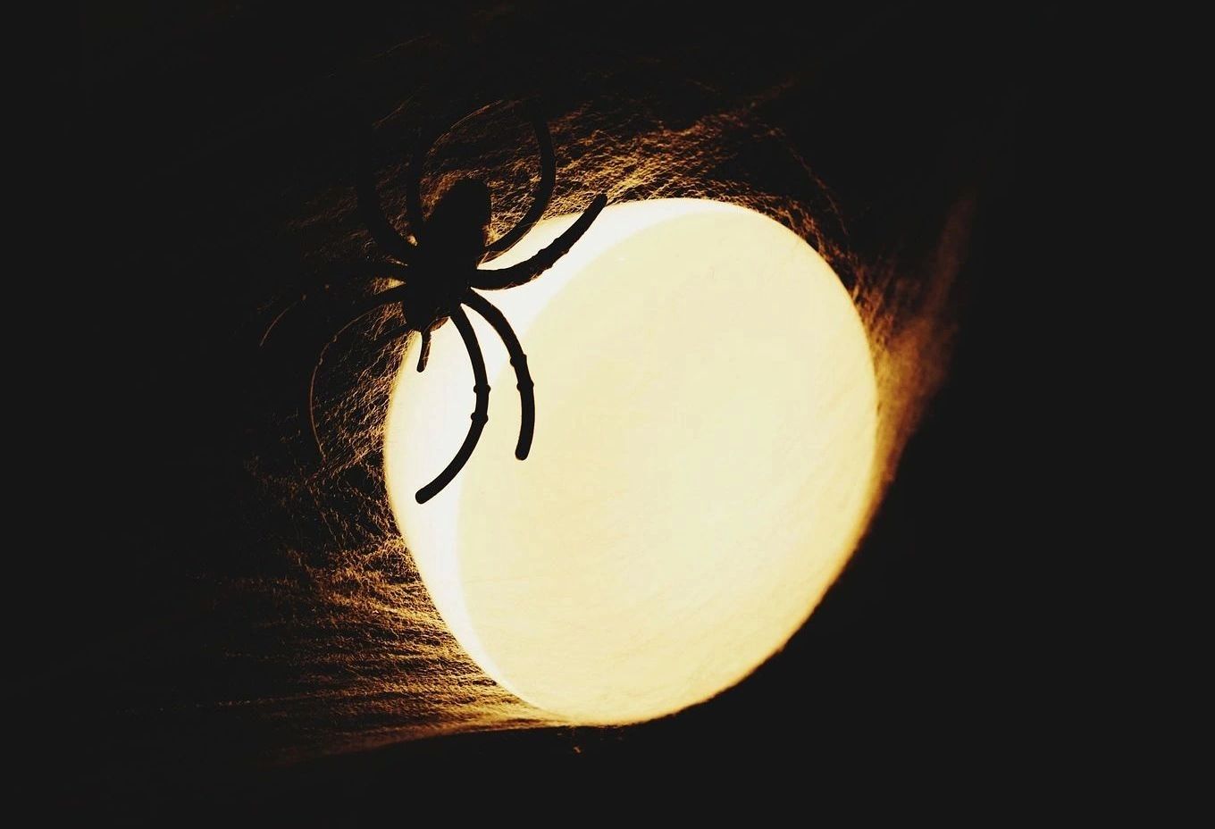 Chasing The Spider - Erotic Suspense Thriller, Crime Intrigue Mystery