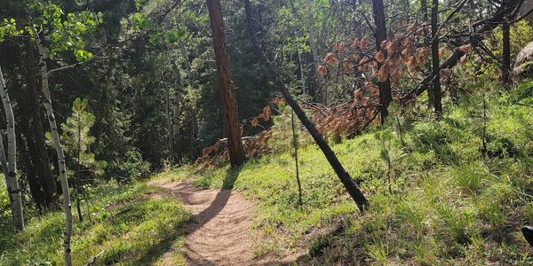 Lovell Gulch Trail Downhill