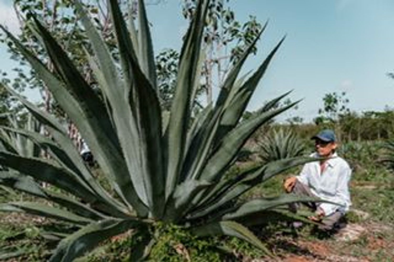 Un buen Maguey de 7 años #hechoenyucatan