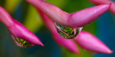 Flowers Photographed at  Alwyns Photo School Melbourne Macro Photography Course