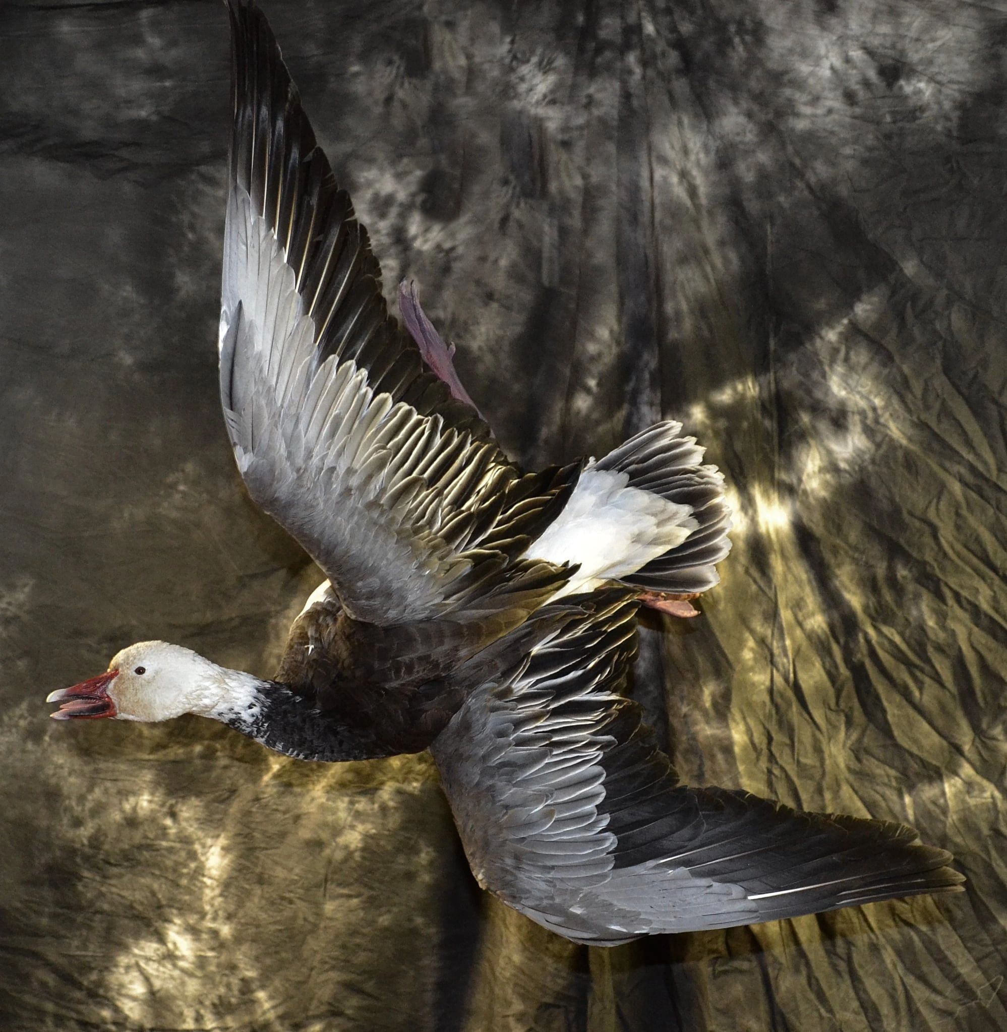 A goose in mid-flight with wings fully spread against a textured backdrop.