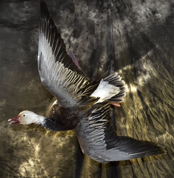 A goose in mid-flight with wings fully spread against a textured backdrop.