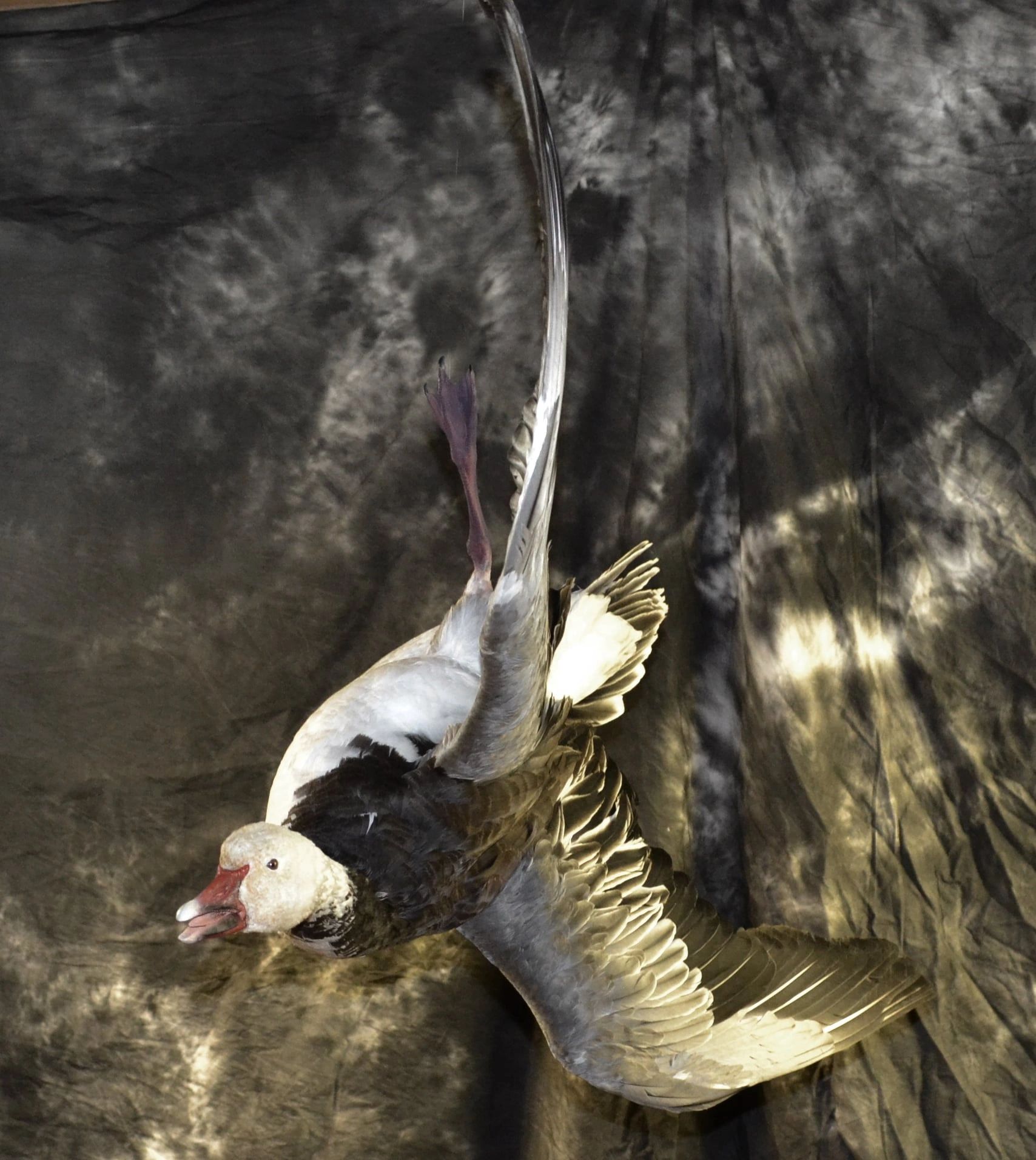 A bird in mid-flight against a dark textured background.