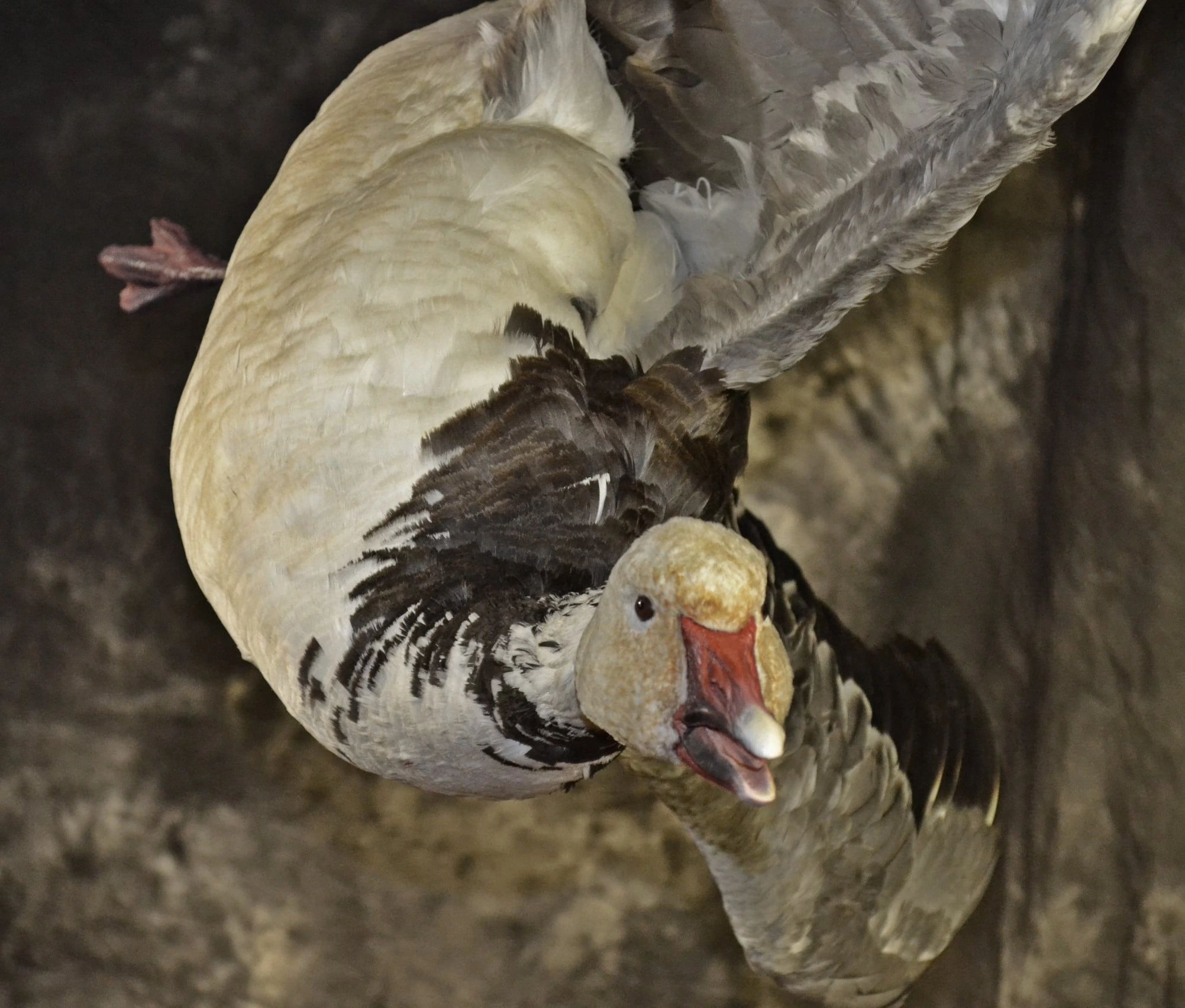 A goose flying with wings spread wide and beak open.