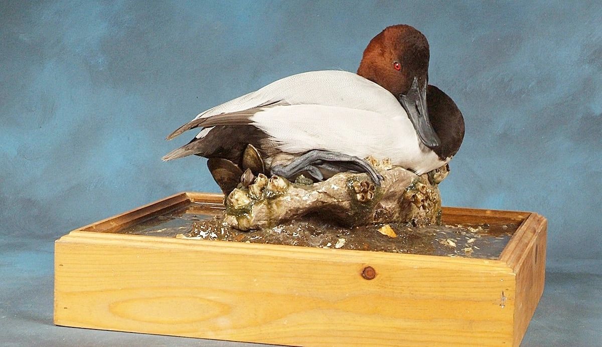 A duck resting on a rocky surface near water under a blue sky.