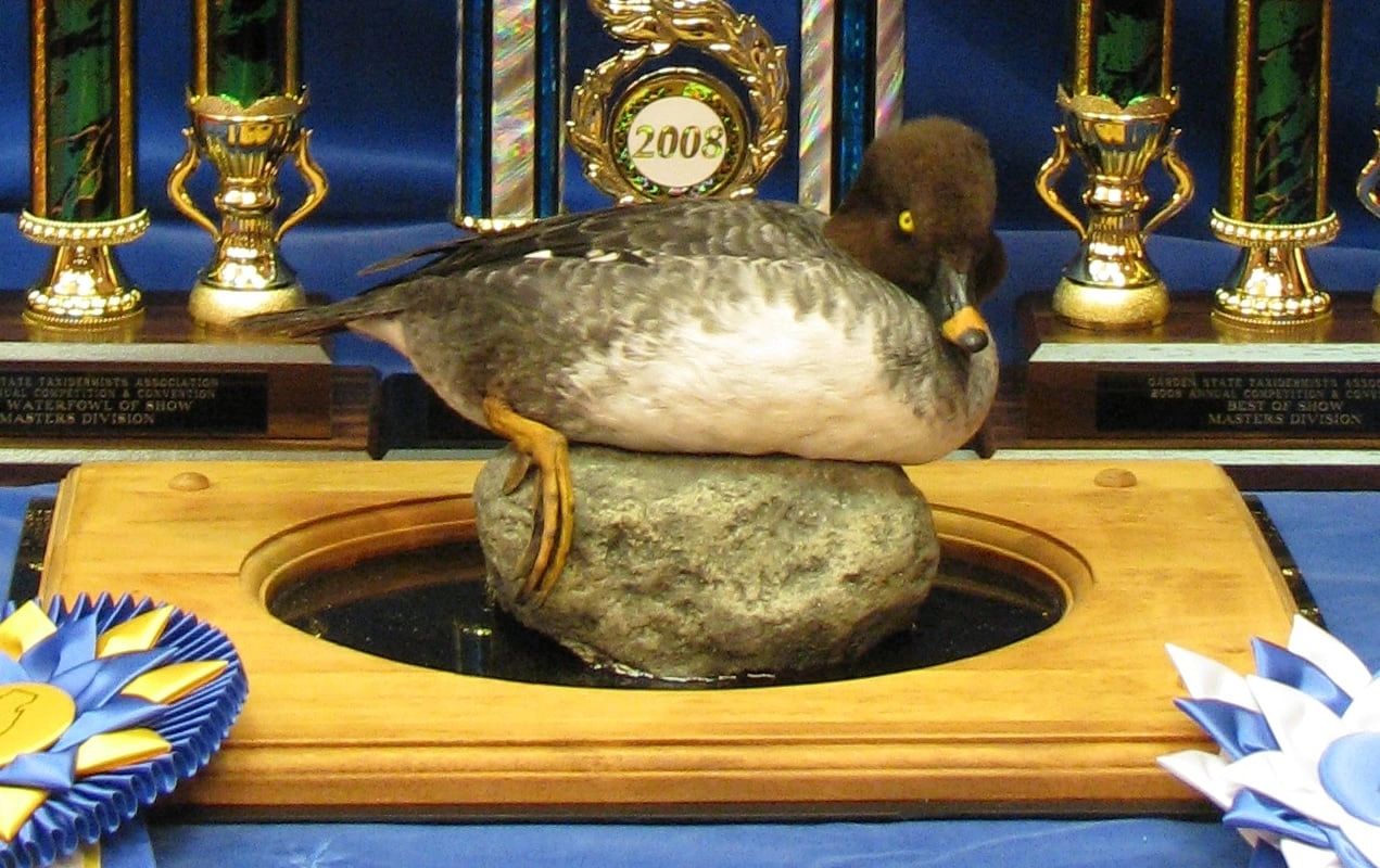 A realistic duck decoy displayed with trophies and ribbons.