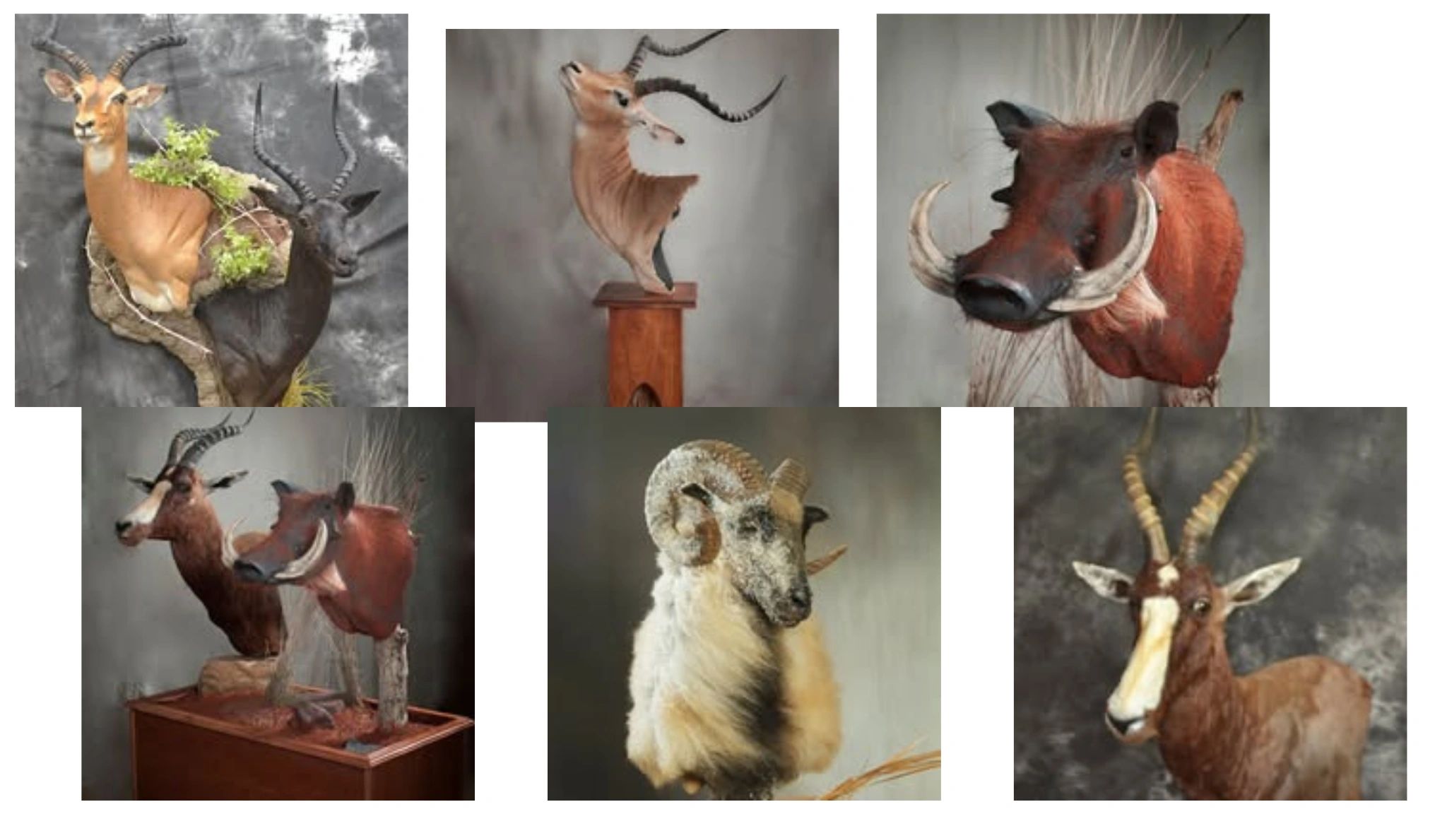 A collection of mounted animal heads with prominent horns and tusks.