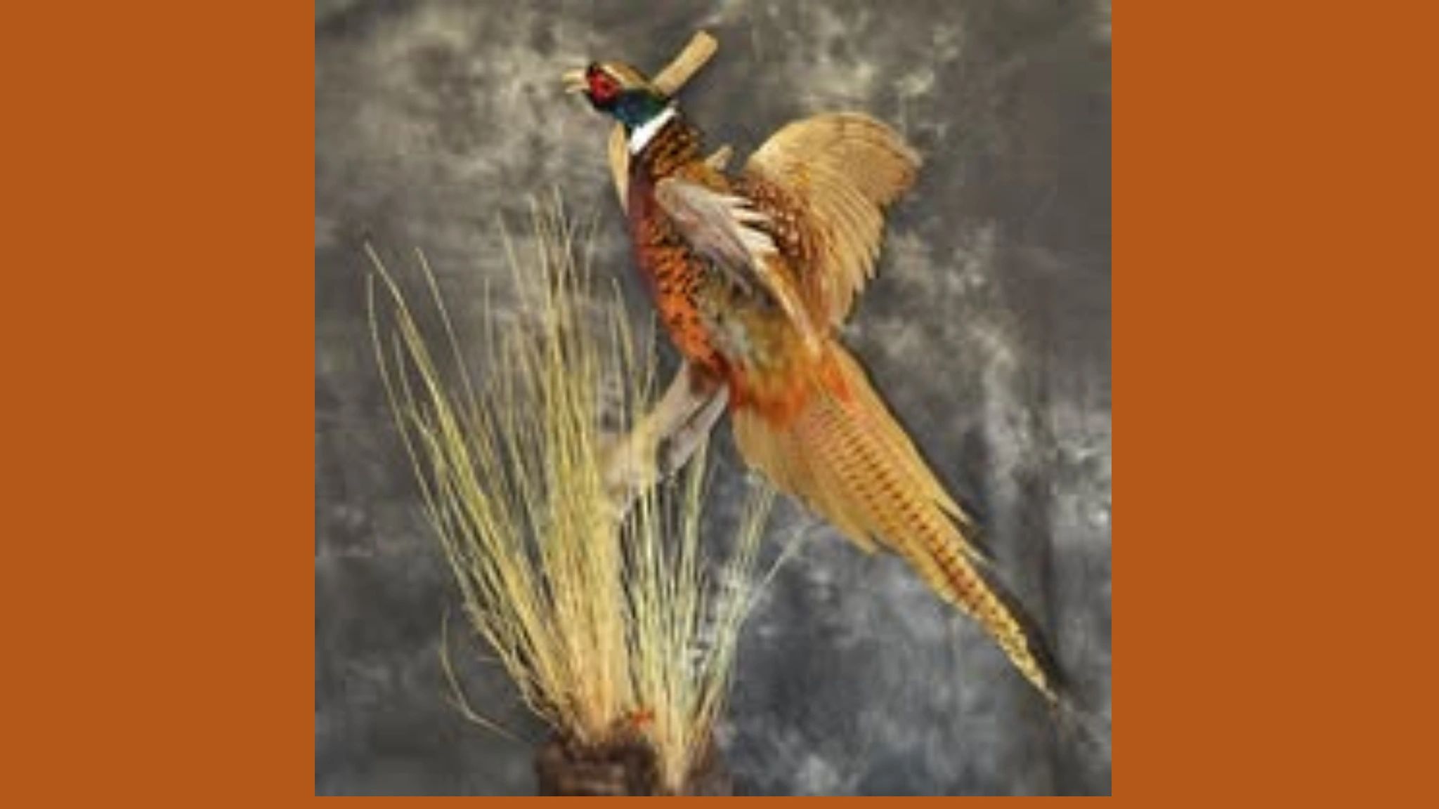 A colorful pheasant in mid-flight above tall grass.