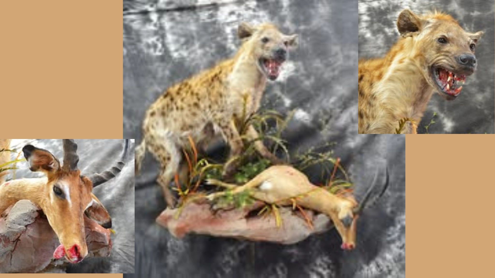 A hyena snarling with prey and a close-up of an antelope head.