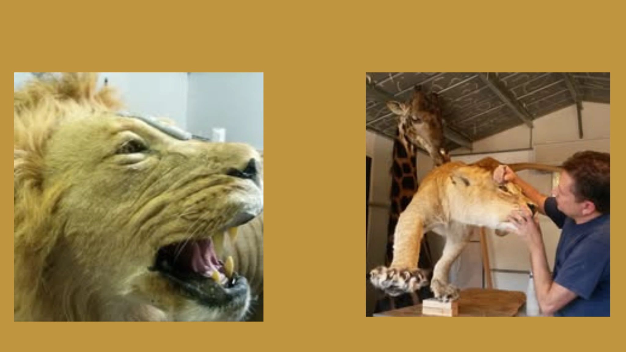 A close-up of a lion and a man cleaning a taxidermy lion with a giraffe in the background.