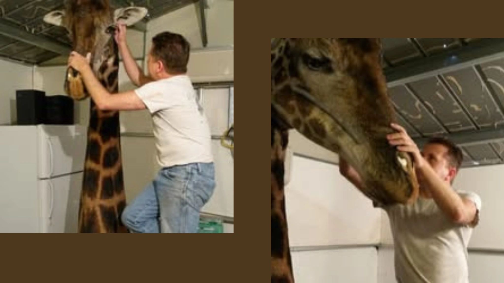 Man gently touching the head of a giraffe indoors.