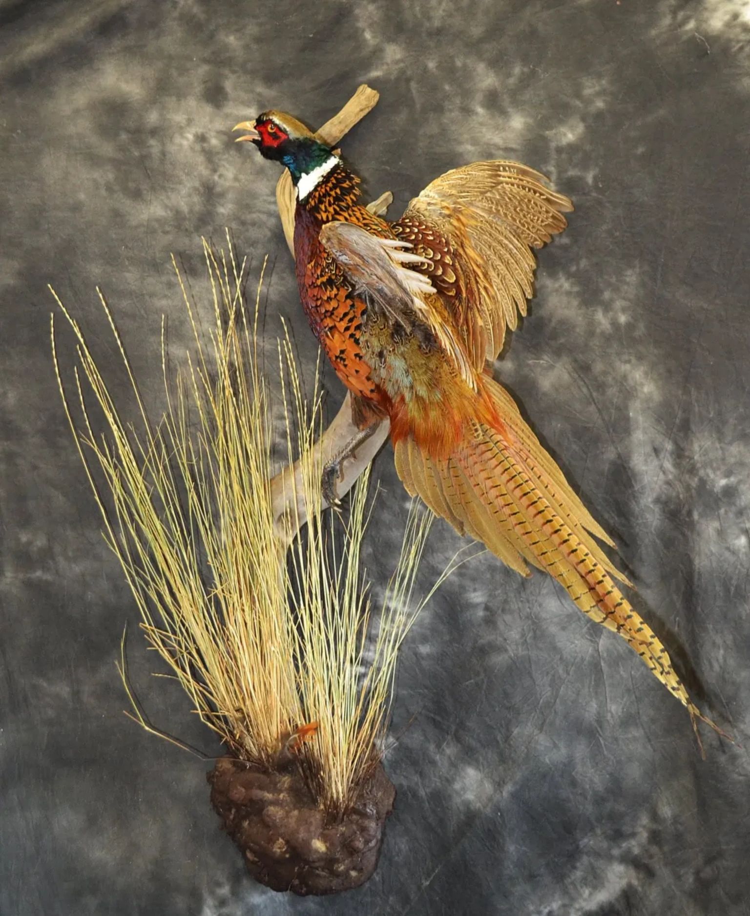 Colorful pheasant mounted on a stand with dry grass.