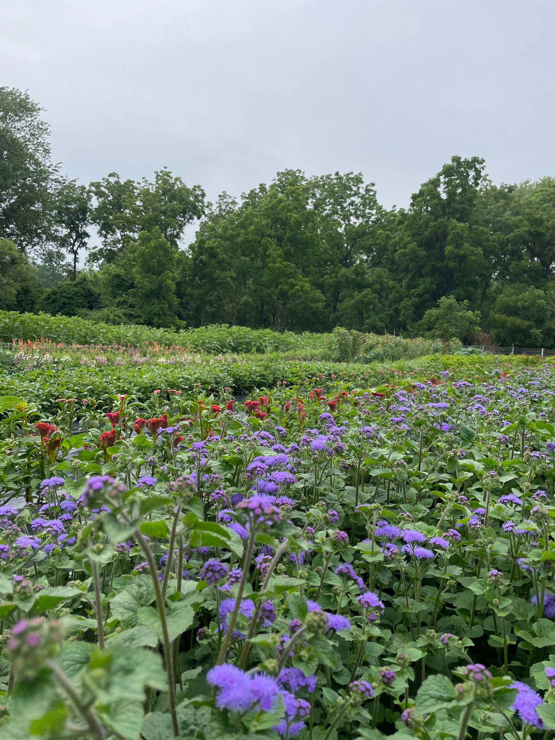 Brandywine Blooms