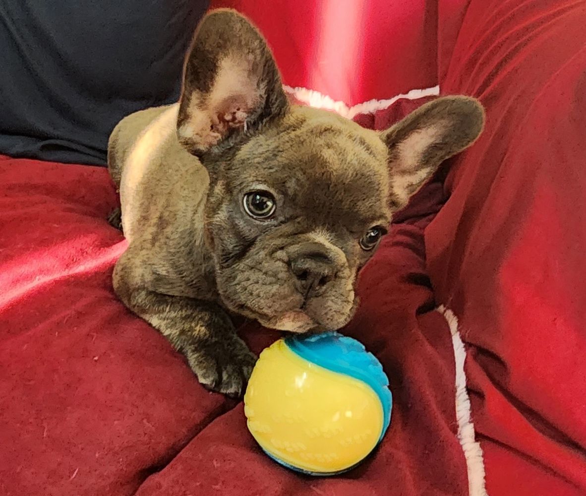 French bulldog best sale for sale online