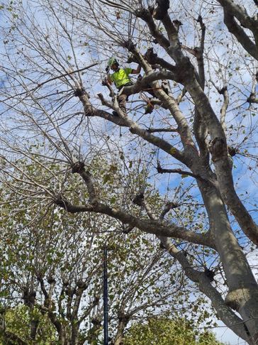 Tree Surgery 