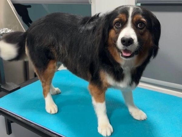 Lux the Aussilier Bath & Tidy