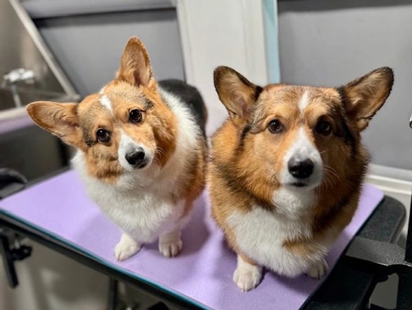 Corgi Bath Service