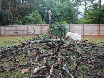 Construction Debris trash garbage Dumpster Spartanburg Boiling Springs