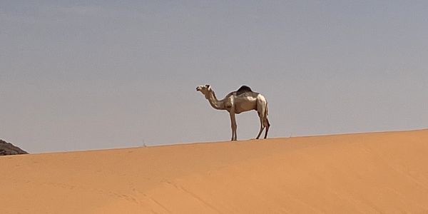 A lone camel atop a sand dune deep in a desert.