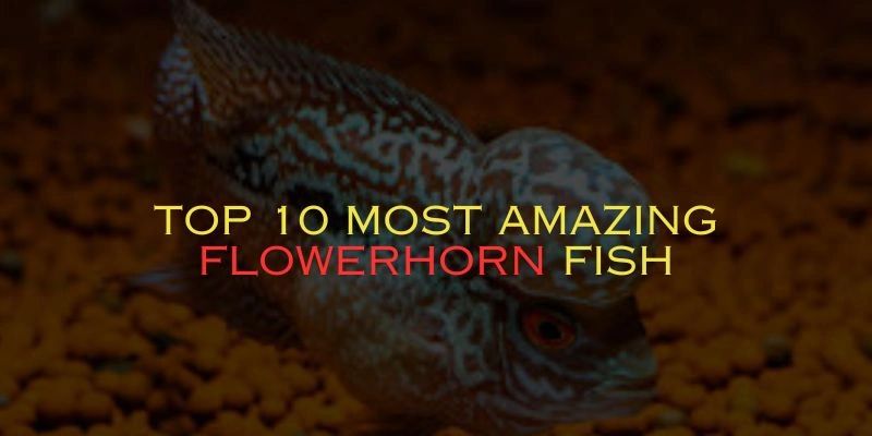 types of flowerhorn fish