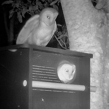 Owls on farms