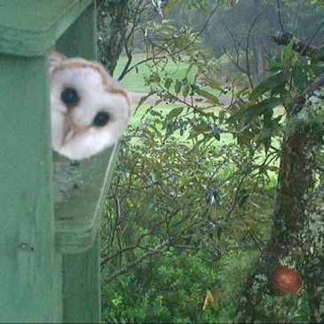 owls on farms