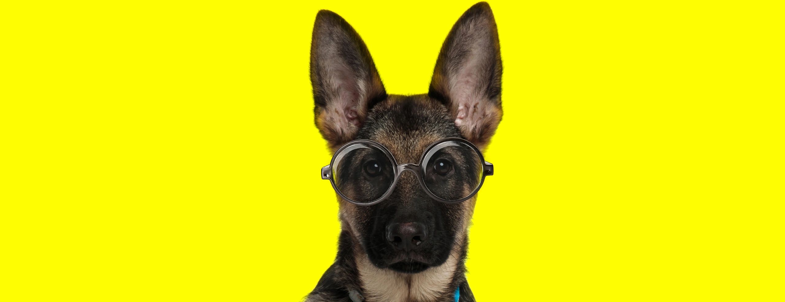 Czech German Shepherd Dog Wearing Glasses - Intelligent Dog. 