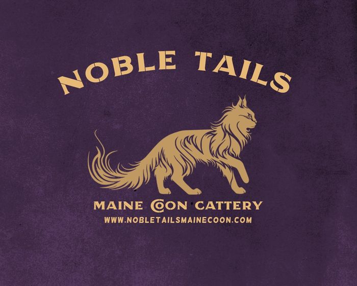 Noble Tails Maine Coon Breeder