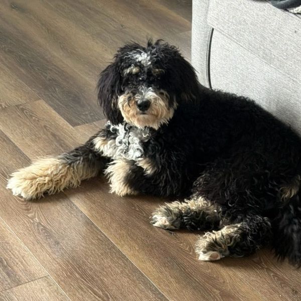 Bernedoodle Stud
