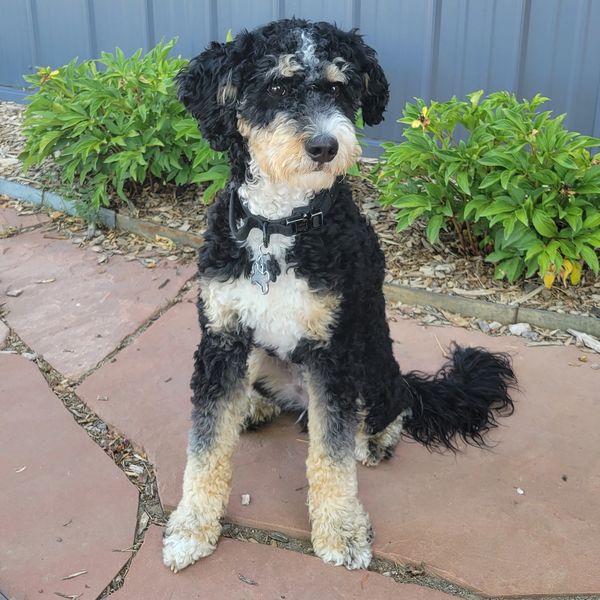 STUD Bernedoodle