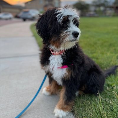 Ultra Bernedoodle Puppy on a walk