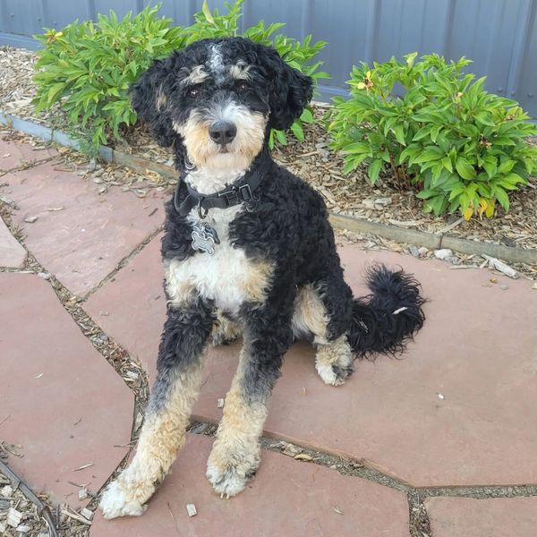 Tricolor Bernedoodle stud dog at Dancing Daisies in Northern Colorado