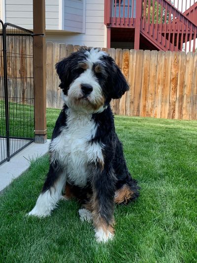 8 month old Ultra Bernedoodle