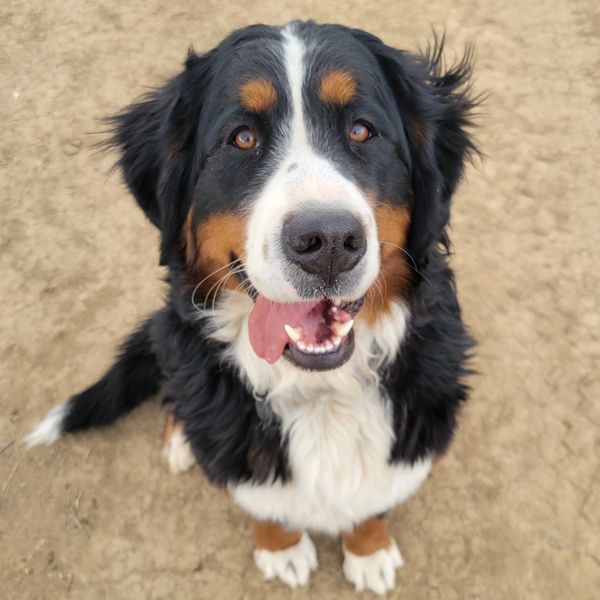 Happy Bernese Mountain Dog looking up with tongue out.