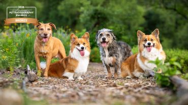Four happy dogs posing in a nature setting.