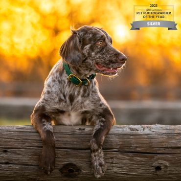 Brown speckled dog leaning on wooden fence at sunset.