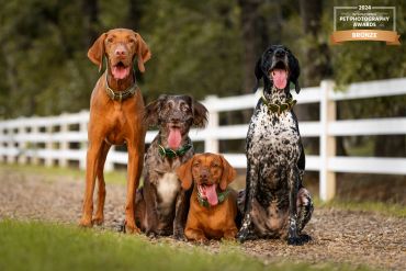 Four dogs sitting on a path with tongues out.