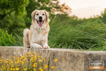 Golden retriever lying on a stone ledge with greenery.