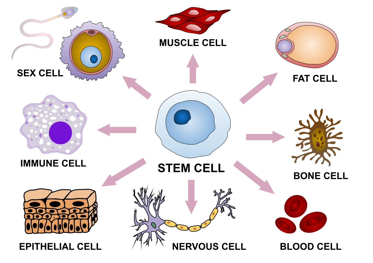 Boosting Your Stem Cells To Stay Healthy